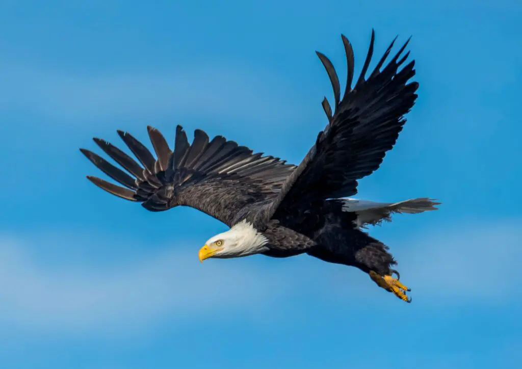 Sea Eagle