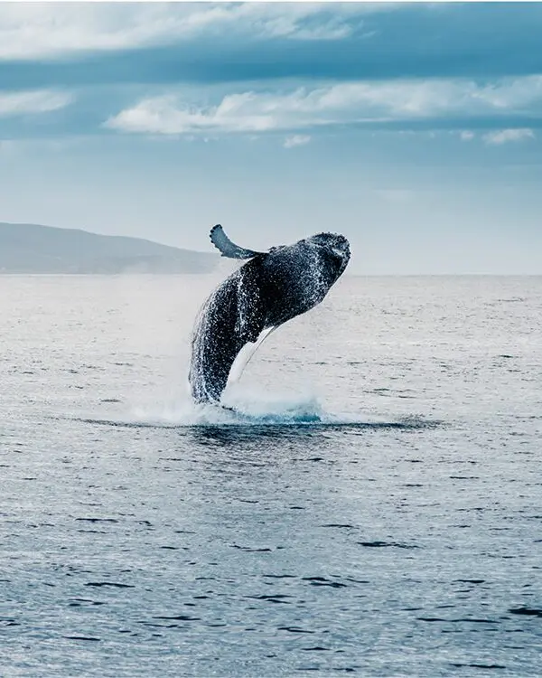 Lofoten Nomads: vakantie in Lofoten Noorwegen