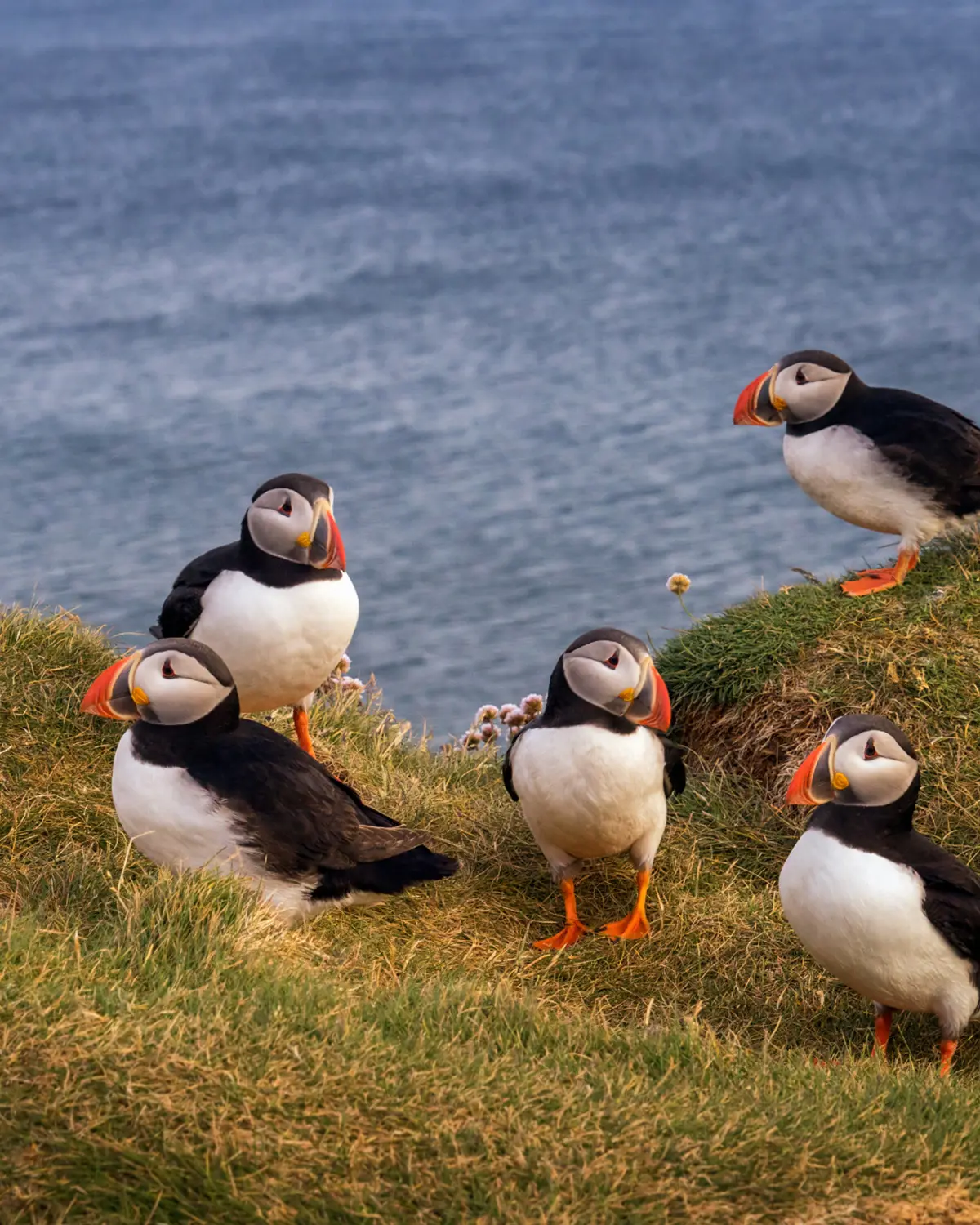 Lofoten Nomads: puffins spoten op de Lofoten in Noorwegen