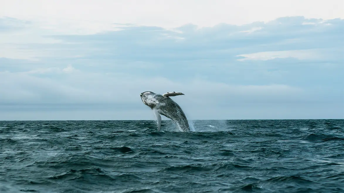 Andenes whale watching, Lofoten